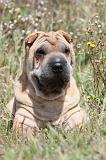 SHAR-PEI 285